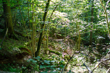 chaotic lush forest detail abstract texture of old and new wood trunks