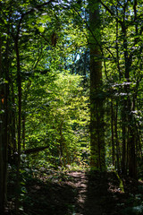 Obraz premium chaotic lush forest detail abstract texture of old and new wood trunks