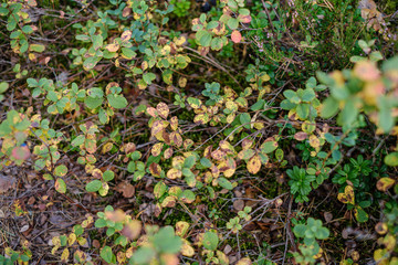 blur background tree leaves in wet autumn. foliage details in nature