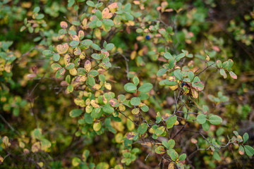 blur background tree leaves in wet autumn. foliage details in nature