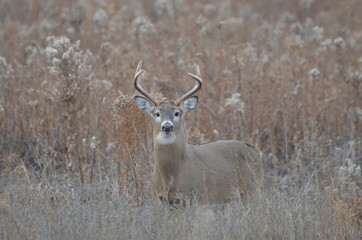 White Tailed Deer buck standing in meadow