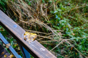 wooden stairs to watch tower in wet colored autumn day in countryside