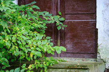 abstract texture from natural materials in wet autumn day