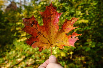 red mapple leaf on green background