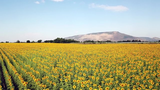 Top view from drone: Beautiful sunflower field on summer with blue sky and white cloudy at Lop buri province,THAILAND