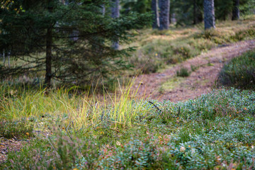 gathering mushrooms in wet autumn forest