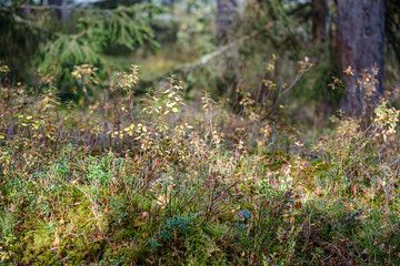 chaotic lush forest detail abstract texture of old and new wood trunks