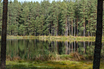 Fototapeta na wymiar small forest lake in countryside with water reflections