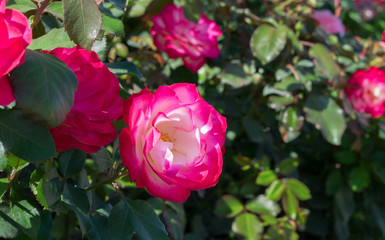 bush of beautiful white and pink rose flowers