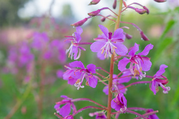 Obraz premium pink flower fireweed in the meadow after rain