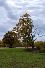 single large tree with no leaves isolated in green countryside meadow