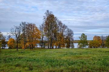 chaotic lush forest detail abstract texture of old and new wood trunks