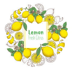 Fresh lemon hand drawn package design. Vector illustration. Lemon label for lemonade design, brochure illustration. Colorful design. Citrus lemon label illustration.