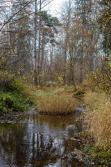 small forest lake in countryside with water reflections