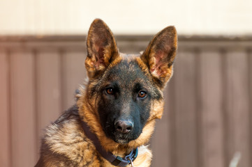 Portrait of a junior german shepherd dog.