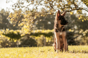 A german shepherd puppy sitting on the grass of a backyard