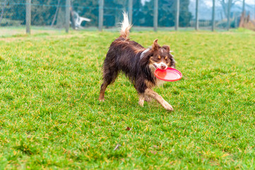 A border collie dog playing with a frisbee