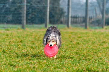 A border collie dog playing with a frisbee