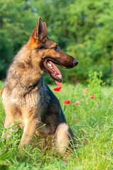 View on a german shepherd dog sitting on the green grass