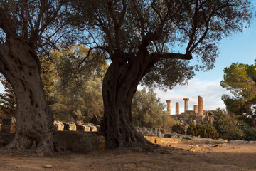 View on the temple of Heracles and old olive trees in the valley of the temples  in Agrigento