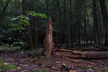 broken tree in forest