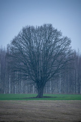 single large tree with no leaves isolated in green countryside meadow