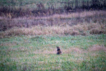 countryside fields and meadows in autumn. scenic view