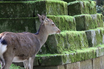 Nara Park in Nara Prefecture, Japan and the scenery of deer living in the park