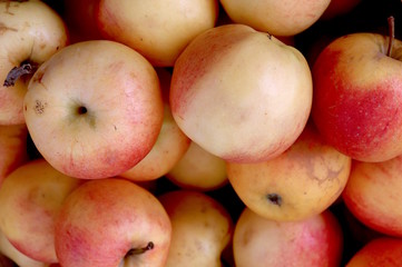 Apples Fresh Picked Seasonal