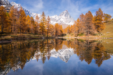 the last light of day on the larches colored from autumn to the Blue Lake near Breuil-Cervinia, Aosta, Italy