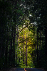 Beautiful incredible tree tunnels with yellow light in forest at Thung salaeng luang National Park, A famous local attraction in Thailand.  