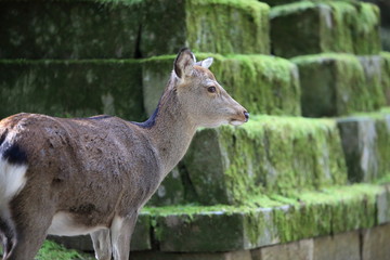 Nara Park in Nara Prefecture, Japan and the scenery of deer living in the park