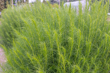 outdoor decorate fresh green plant