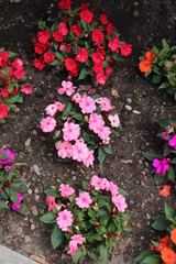 Italie - Lombardir - Lac de Côme - Parterre de géraniums