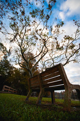 Fototapeta na wymiar bench in the park with a tree in the left side 