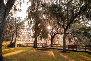 sunny day behind the tree