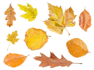 Different Autumn leaves, on a white isolated background, Collection beautiful colorful different autumn leaves, blowing through the air isolated on white background, autumn concept backgrounds, autumn