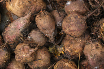 beet harvest beetroot (many fruits of beets that just dug from the ground) concept. food background. copy space. Top view