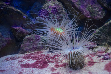 Tube dwelling anemone (ceriantharians) at the bottom ©  Ann Hayes