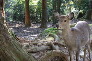 Nara Park in Nara Prefecture, Japan and the scenery of deer living in the park