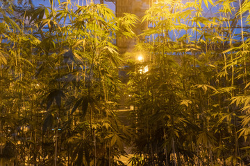row growing cannabis marijuana plant on green house with light