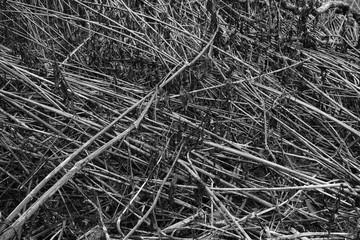 Wildernes nearby a river