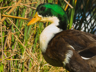 duck on grass pato en la hierba