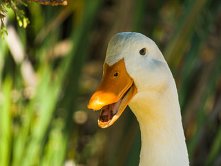 portrait of a goose retrato de un ganso © oliver_arenas