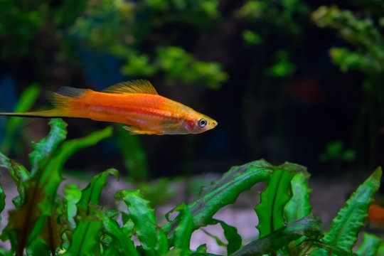 small orange fish Green swordtail (Xiphophorus hellerii)