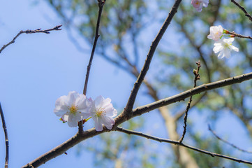 鎌倉の報国寺の十月桜