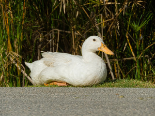 duck on grass pato en la hierba