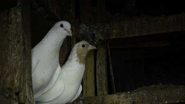 Dove's pigeon's nest footage and 2 doves in nest footage for different projects.