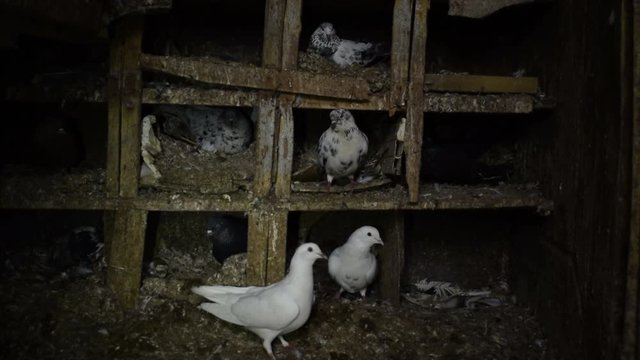 Dove's pigeon's nest footage and 2 doves in nest footage for different projects.