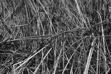 Schilf Umwelt Raum